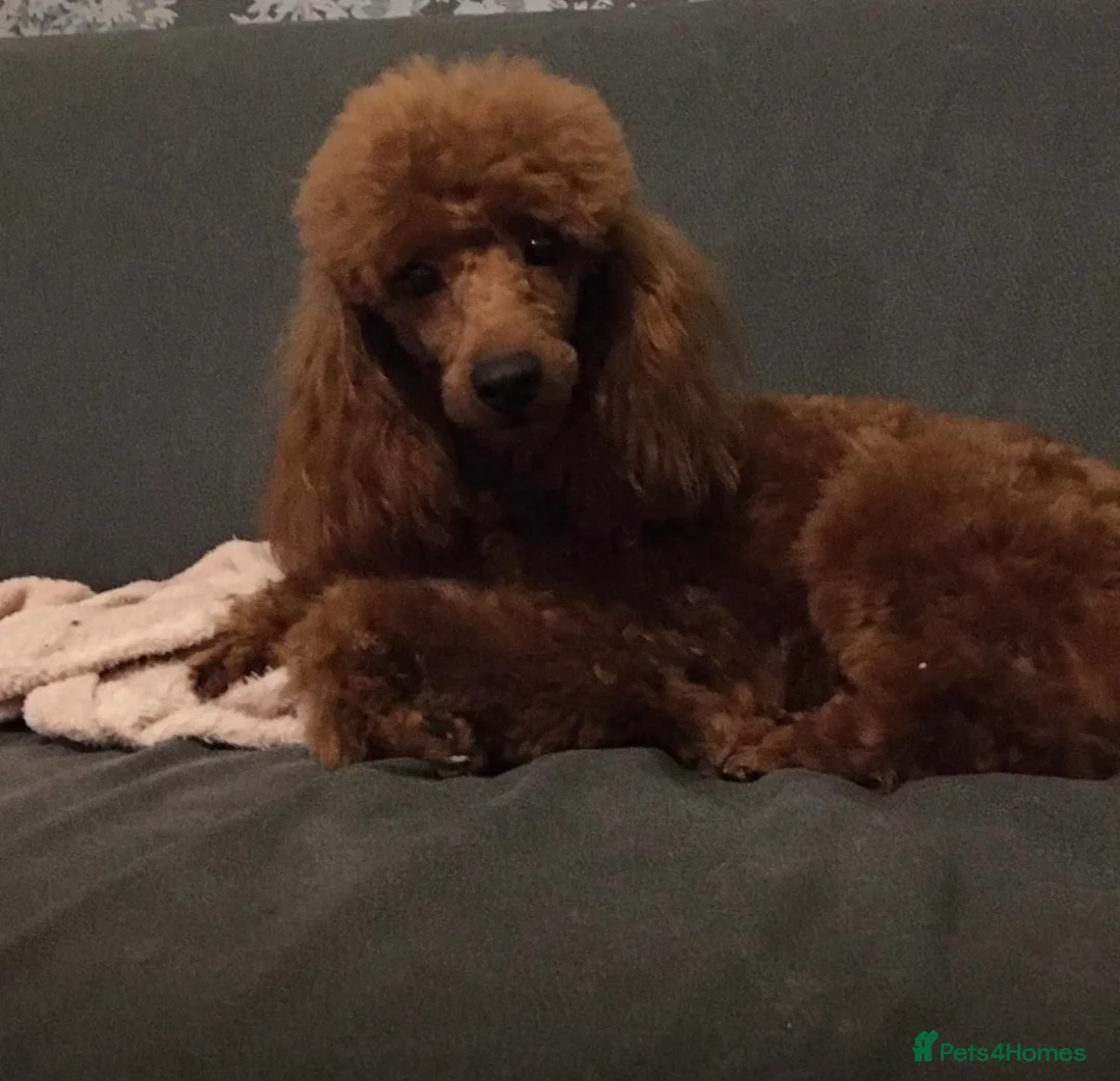 Mini Goldendoodle dogs for sale: Miniature golden doodle - Advert 2