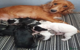 Sprocker dogs for sale: Gorgeous Sprocker pups.  - Image 15