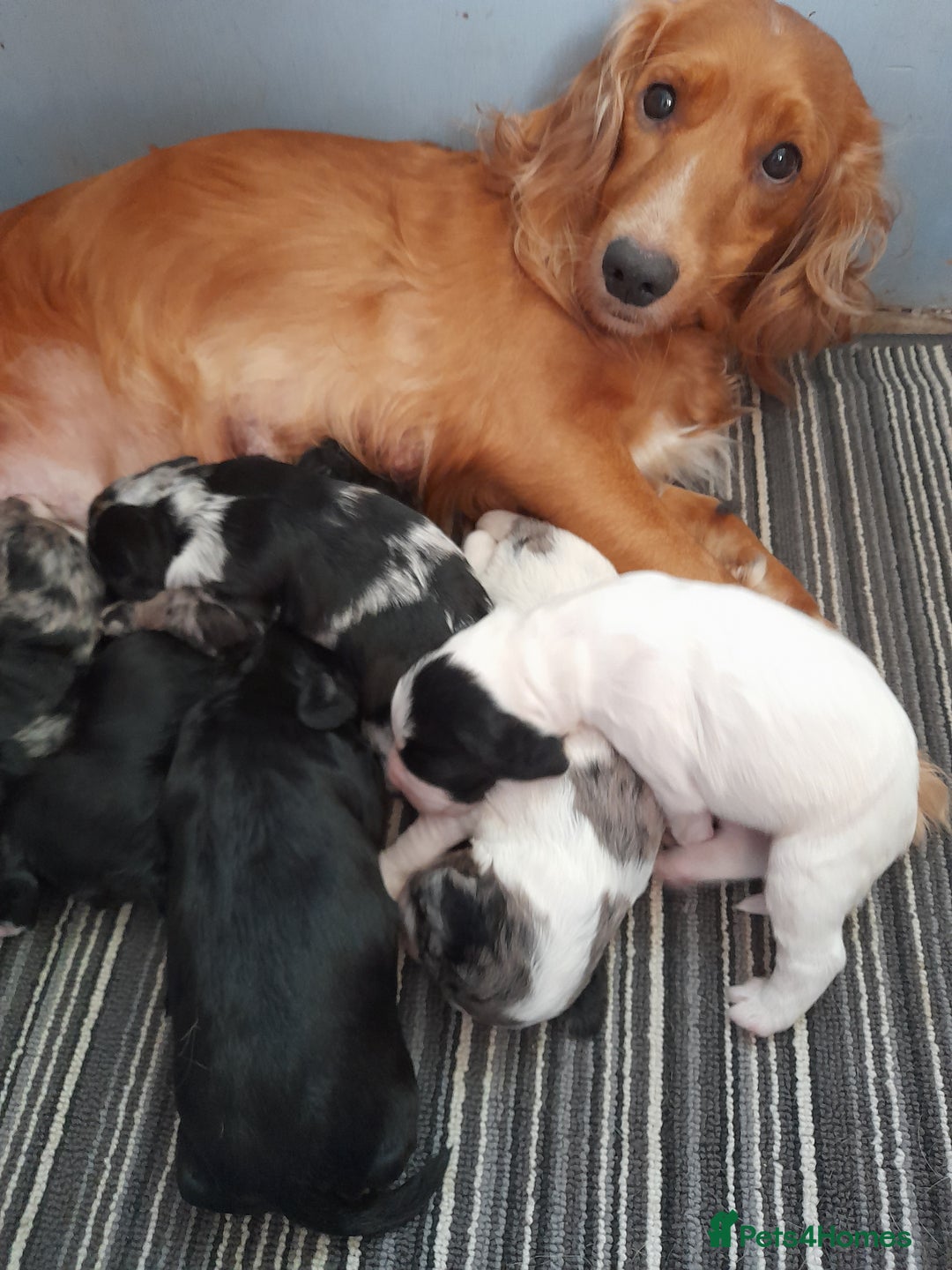 Sprocker dogs for sale: Gorgeous Sprocker pups.  - Image 15