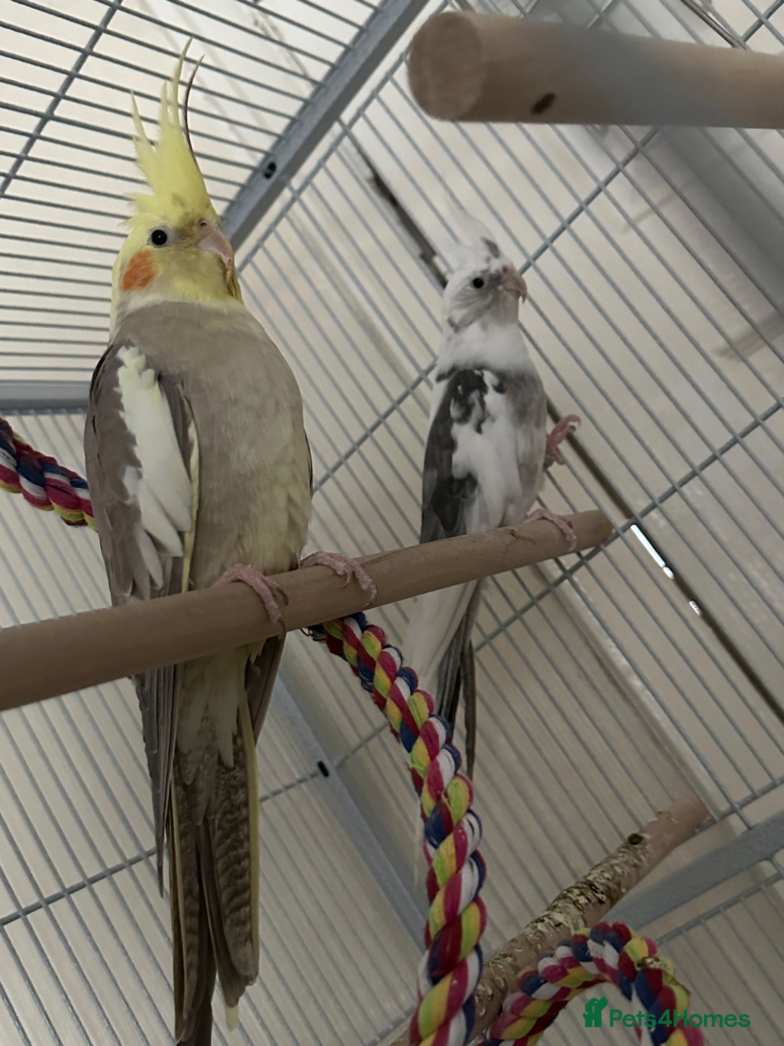 Cockatiels birds 2 cocktails and 2 cages - Advert 4