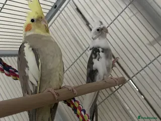 Cockatiels birds 2 cocktails and 2 cages - Advert 4