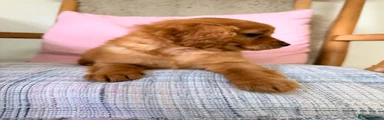 Cavapoo 4