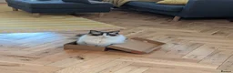 Ragdoll cats for sale: Adult ragdoll male - Advert 13