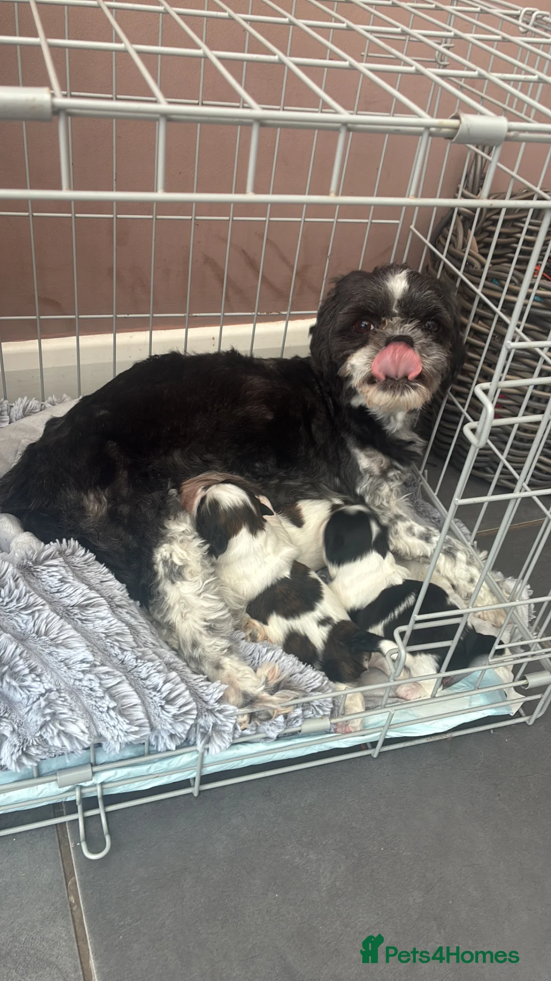 Shih Tzu dogs for sale:   🐾 Puppies Looking for Their Forever Homes  🐾 - Advert 6
