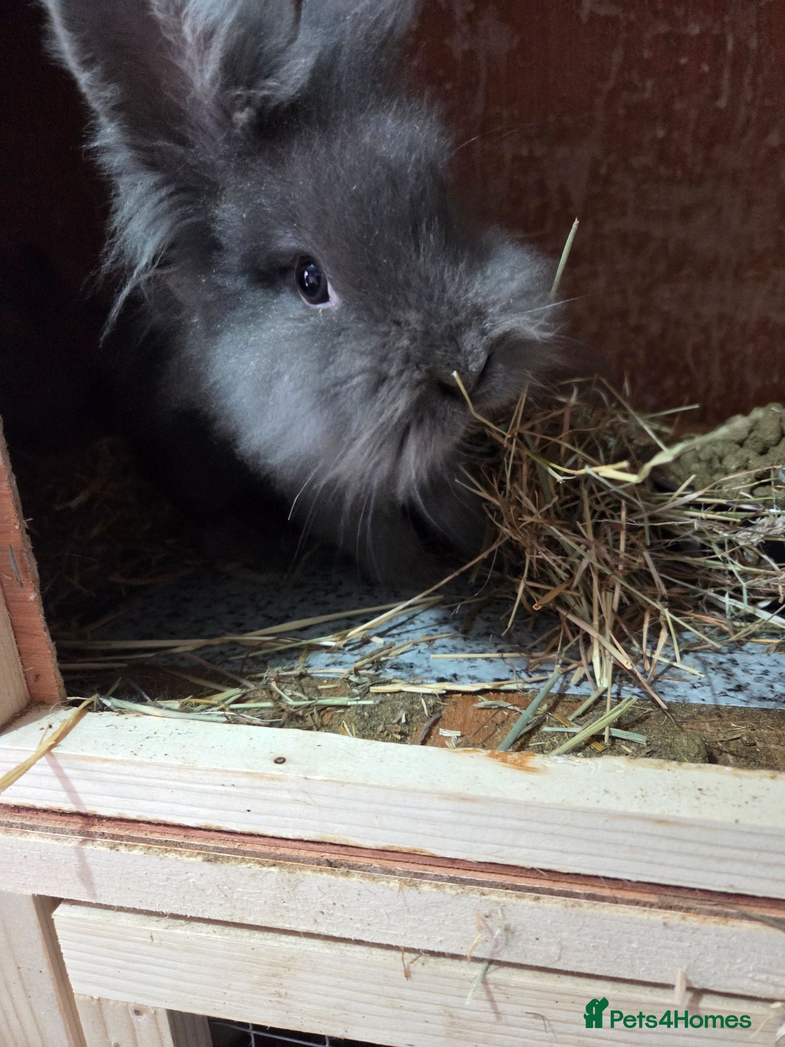 Lionhead rabbits Adorable baby lion heads - Advert 2
