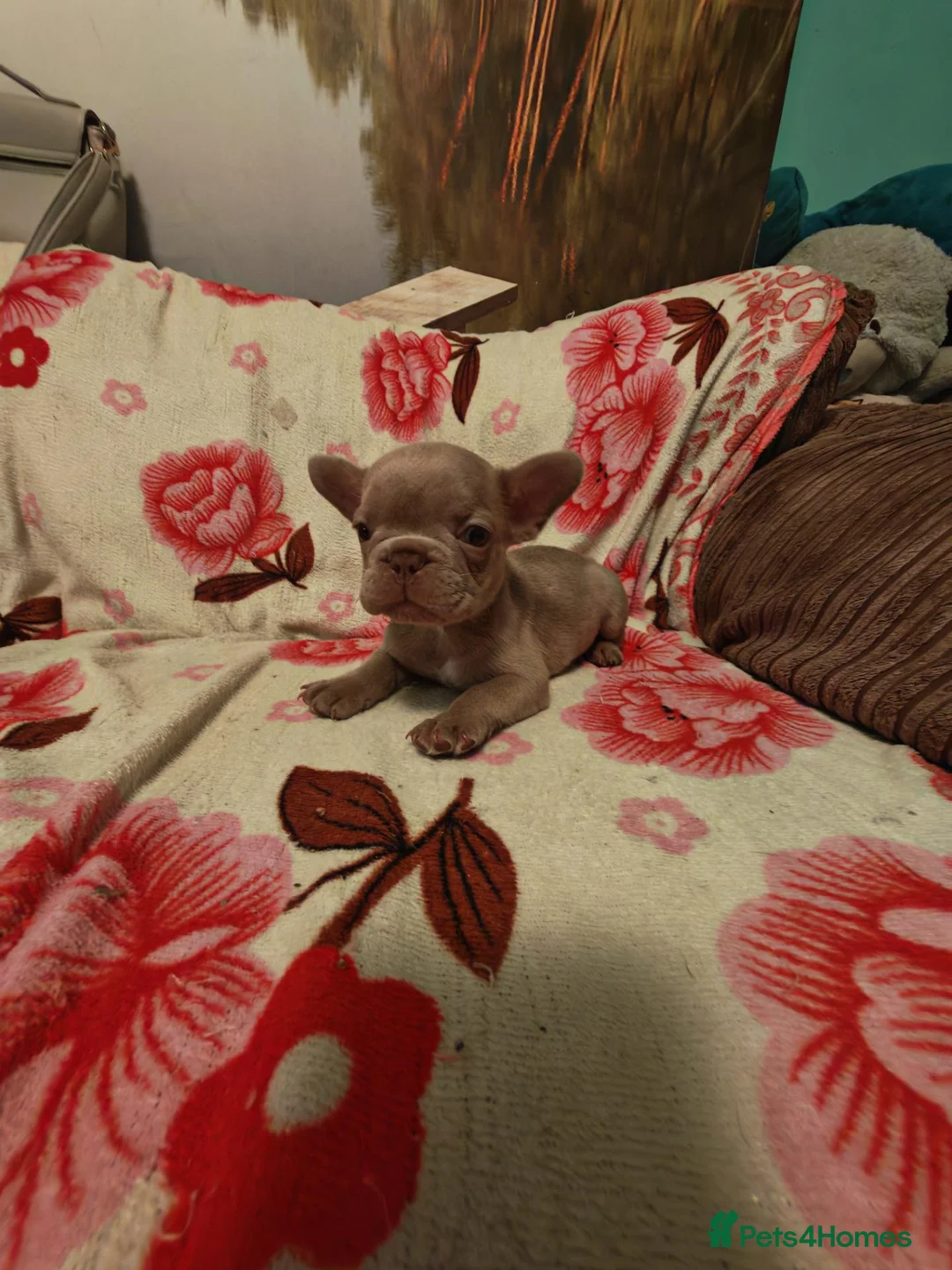 French Bulldog dogs for sale: French bulldog puppies  - Advert 2
