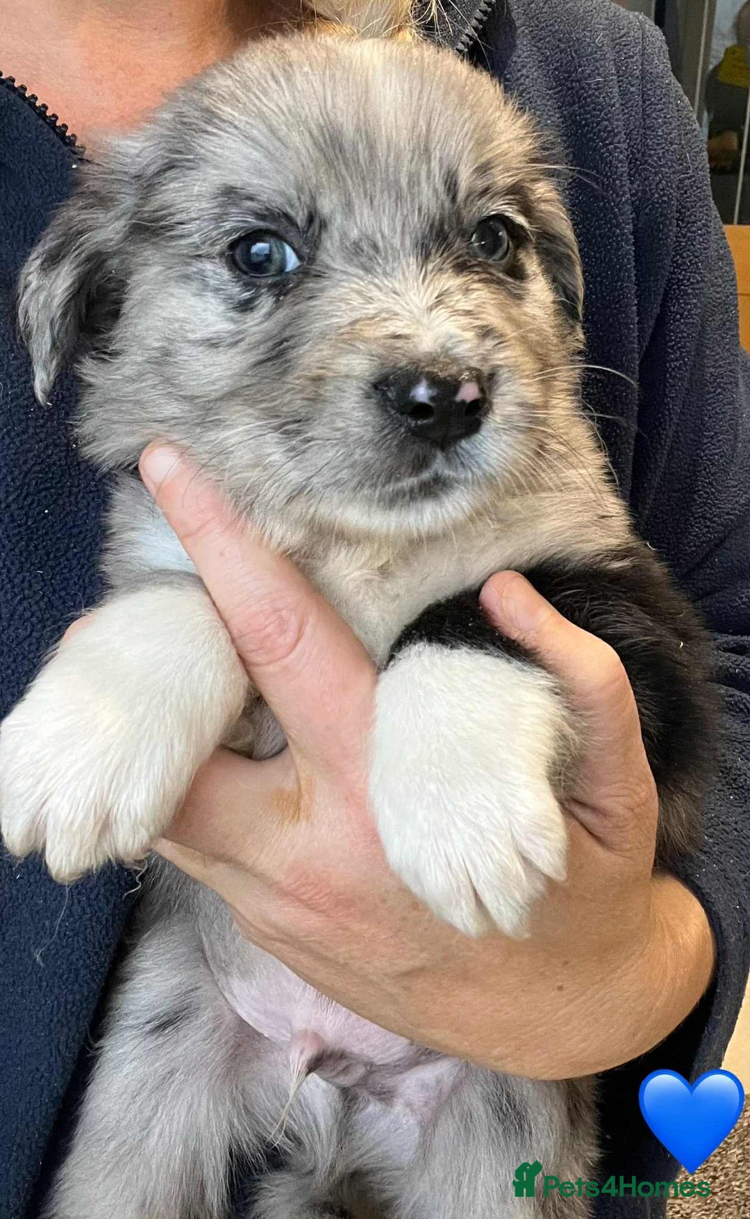 Golden Retriever dogs for sale: Beautiful Golden Retriever x Border Collies Pups - Image 4