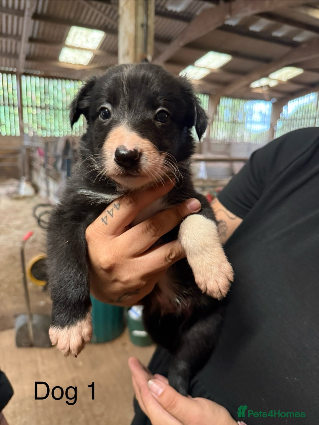 Border Collie dogs for sale: Working Border Collies - Image 1