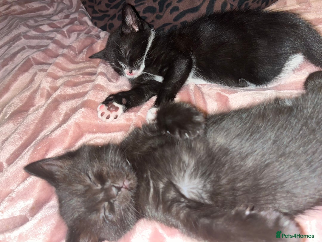 Mixed Breed cats for sale: Kittens for sale  - Advert 8