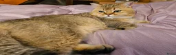 British Shorthair cats for sale: Stunning Golden British Shorthair Male Kitten - Advert 6