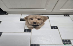 Cockapoo dogs for sale: Cockapoo  - Advert 2