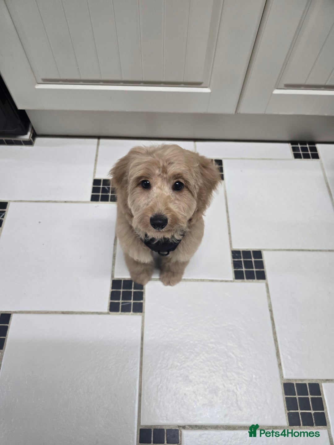 Cockapoo dogs for sale: Cockapoo  - Advert 2