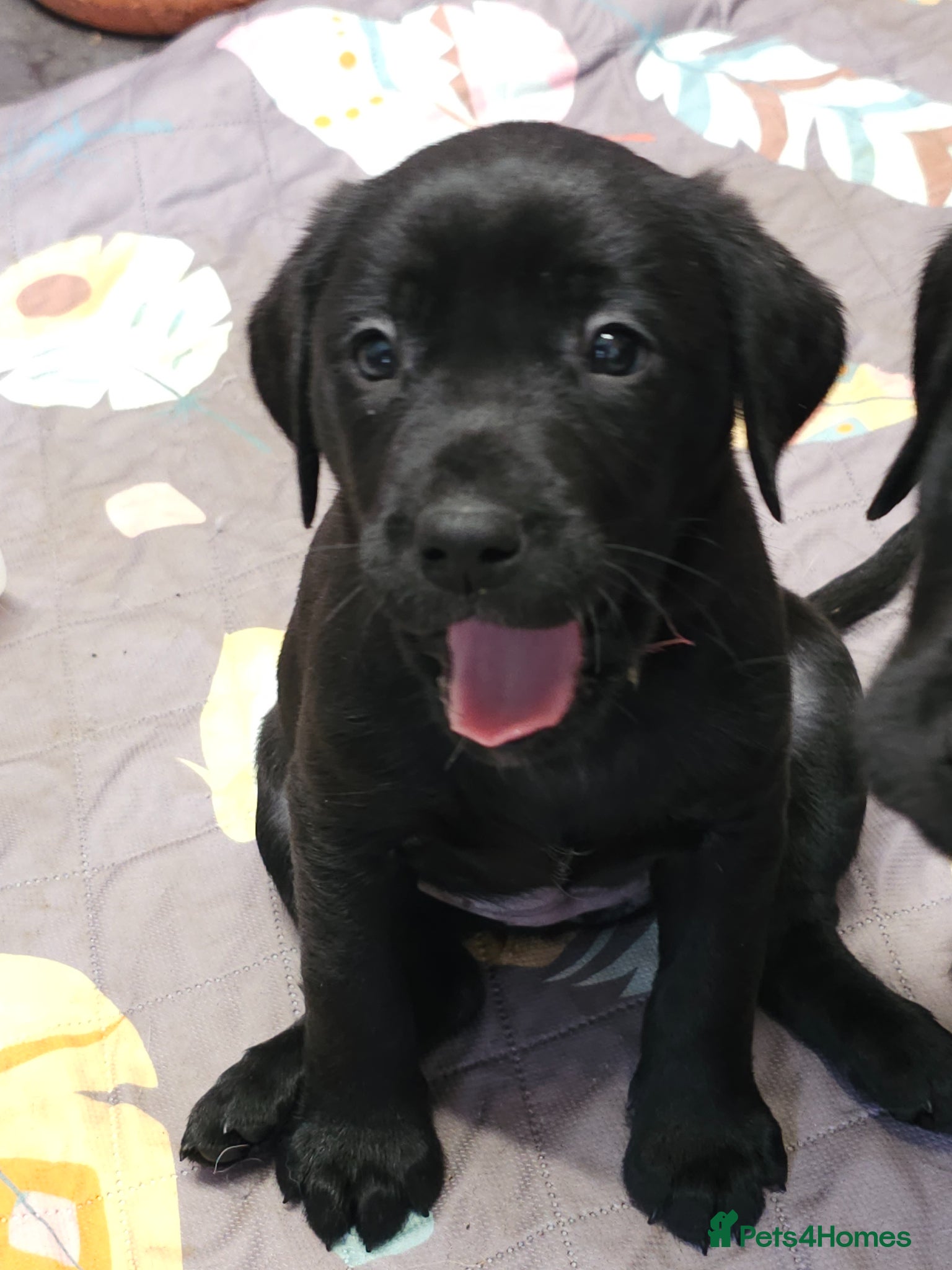 Labrador Retriever dogs Gorgeous and real characters - Advert 6