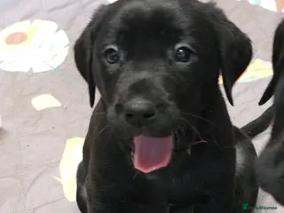 Labrador Retriever dogs Gorgeous and real characters - Advert 6