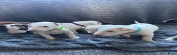 English Bull Terrier dogs for sale: 🐾❤️ ENGLISH BULL TERRIER PUPPIES ❤️🐾 - Advert 3