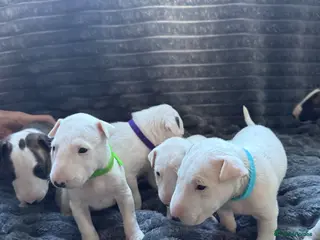 English Bull Terrier dogs 🐾❤️ ENGLISH BULL TERRIER PUPPIES ❤️🐾 - Advert 3