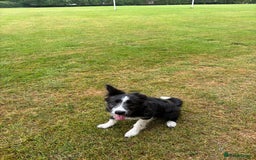 Border Collie dogs for sale: 9 month old female border collie  - Image 4