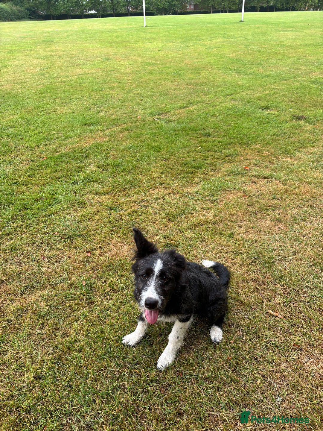 Border Collie dogs for sale: 9 month old female border collie  - Image 4