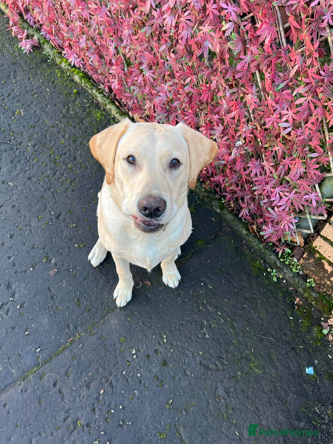 Labrador Retriever dogs for sale: Full breed golden Labrador  - Advert 3