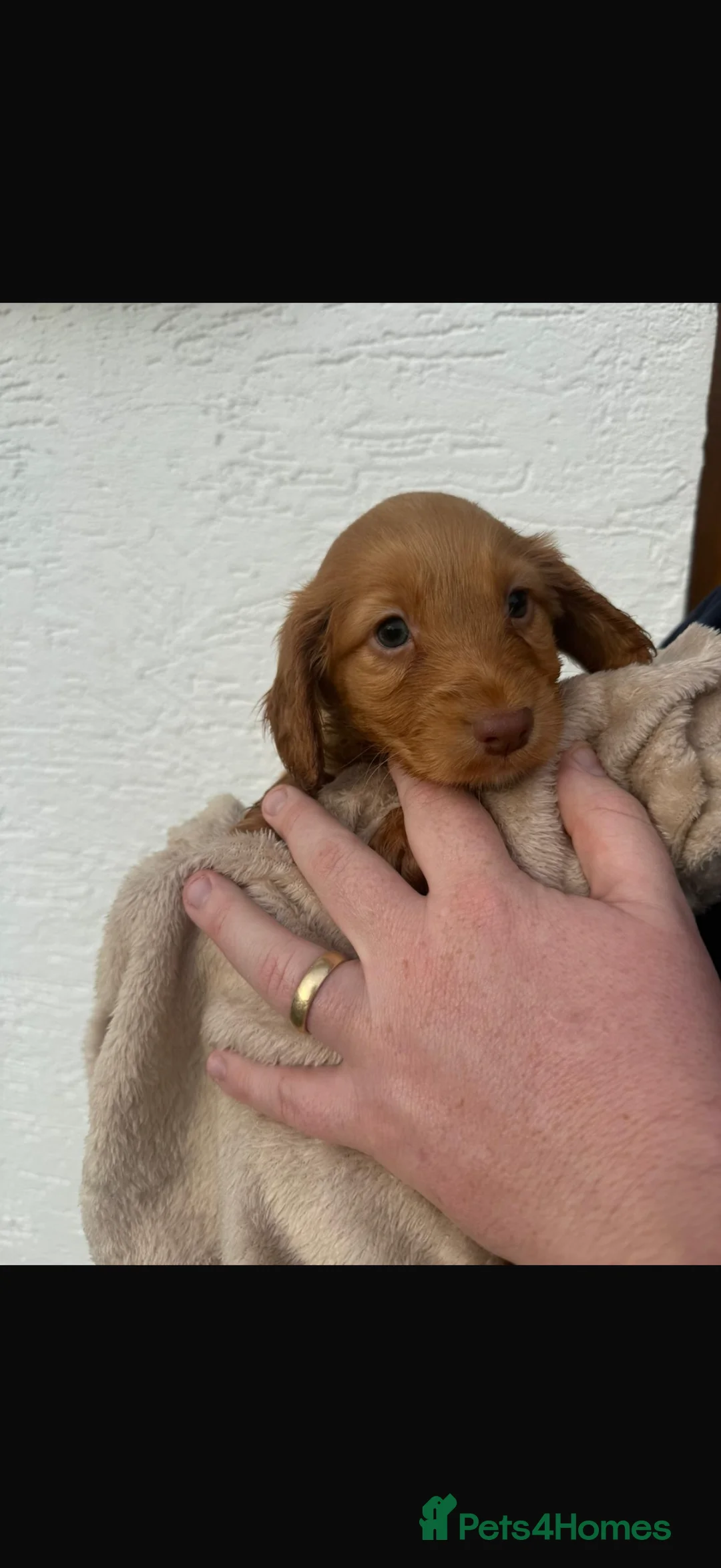 Cocker Spaniel dogs for sale: Cocker spaniel puppies  - Advert 3