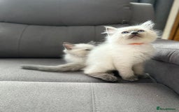 Ragdoll cats for sale: 😻 5 Beautiful Purebred Ragdoll Kittens 😻 - Image 20