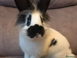 Lionhead rabbits Last one left LION HEAD X ENGLISH SPOT☆☆ready now - Advert 9