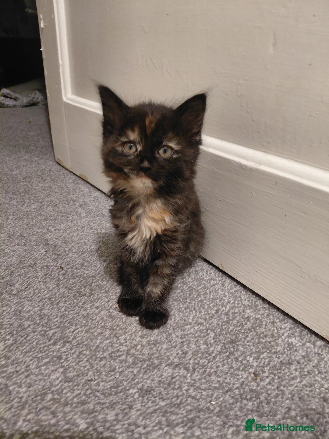 Mixed Breed cats for sale: Last kitten for sale - Advert 3