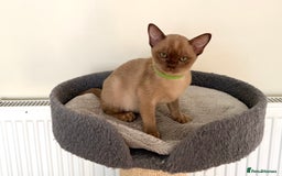 Burmese cats for sale: Stunning Beautiful Burnese  - Advert 6