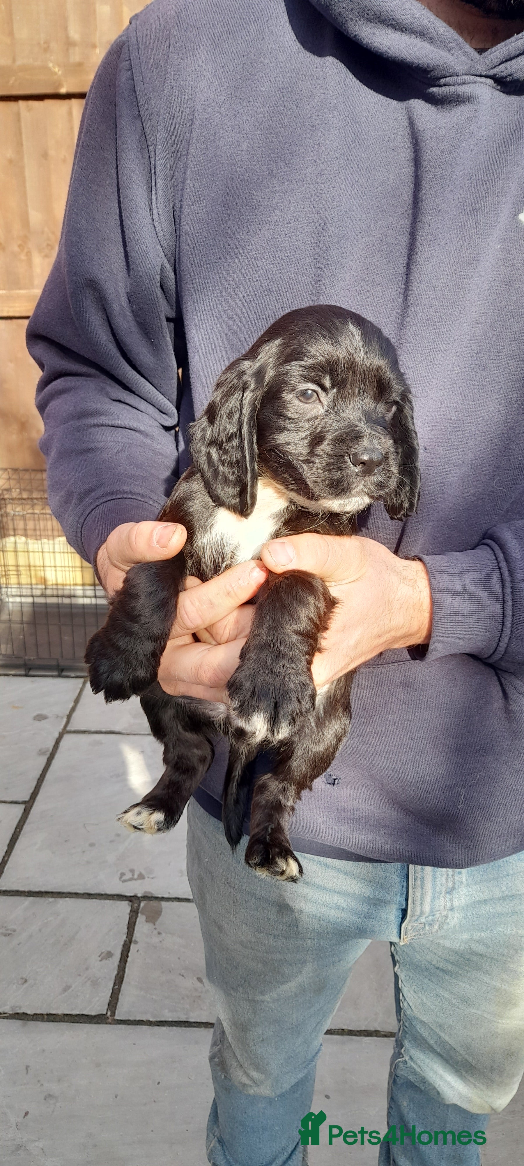 Cocker Spaniel dogs Cocker spaniel  - Advert 15