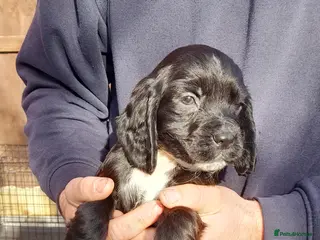 Cocker Spaniel dogs Cocker spaniel - Advert 15