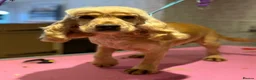 Cockapoo dogs for sale: 🧡💛💚Stunning Cockapoo Puppies - Ready 25th May - Advert 20