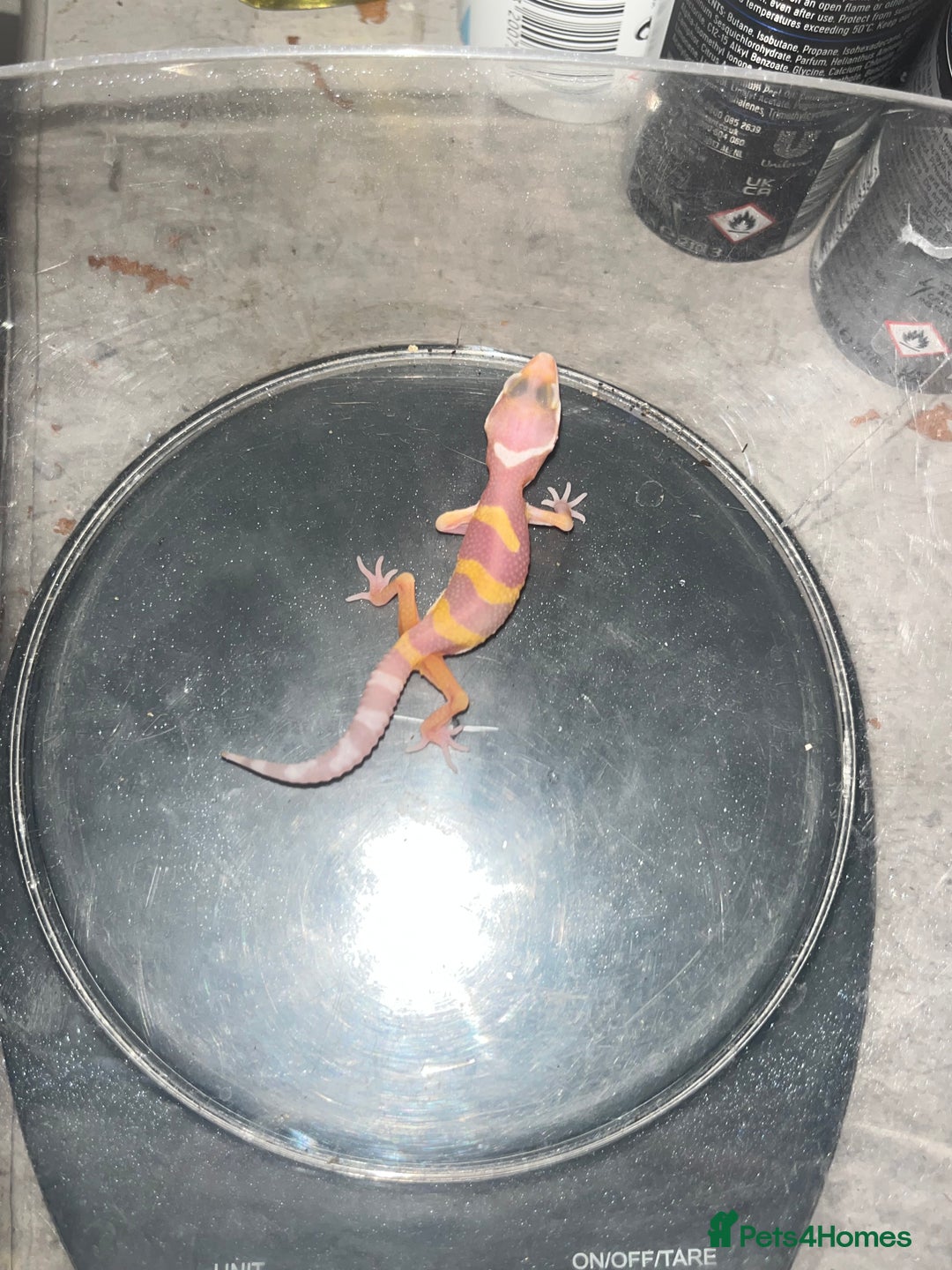 Leopard Gecko reptiles for sale: Tremper albino Tangerine eclipse pos bold stripe  - Image 5