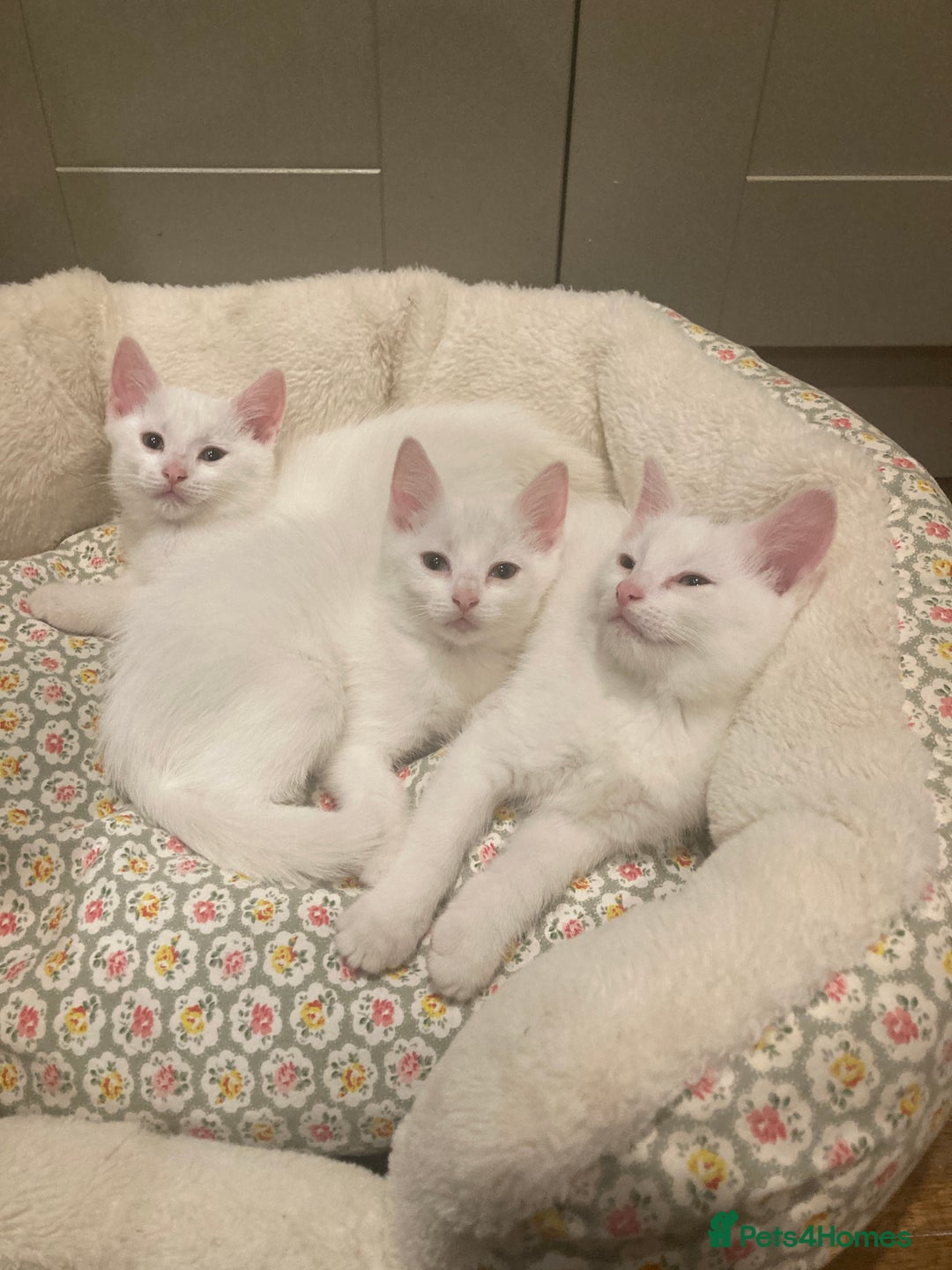 Turkish Van cats for sale: Gorgeous Turkish Van kitten - Advert 30