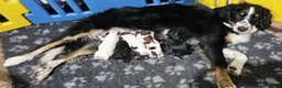 Toy Poodle dogs for stud: Non fading chocolate phantom toy Poodle for stud in Rugby - Advert 3
