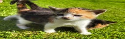 Mixed Breed cats for sale: Gorgeous moggie kittens - Advert 2