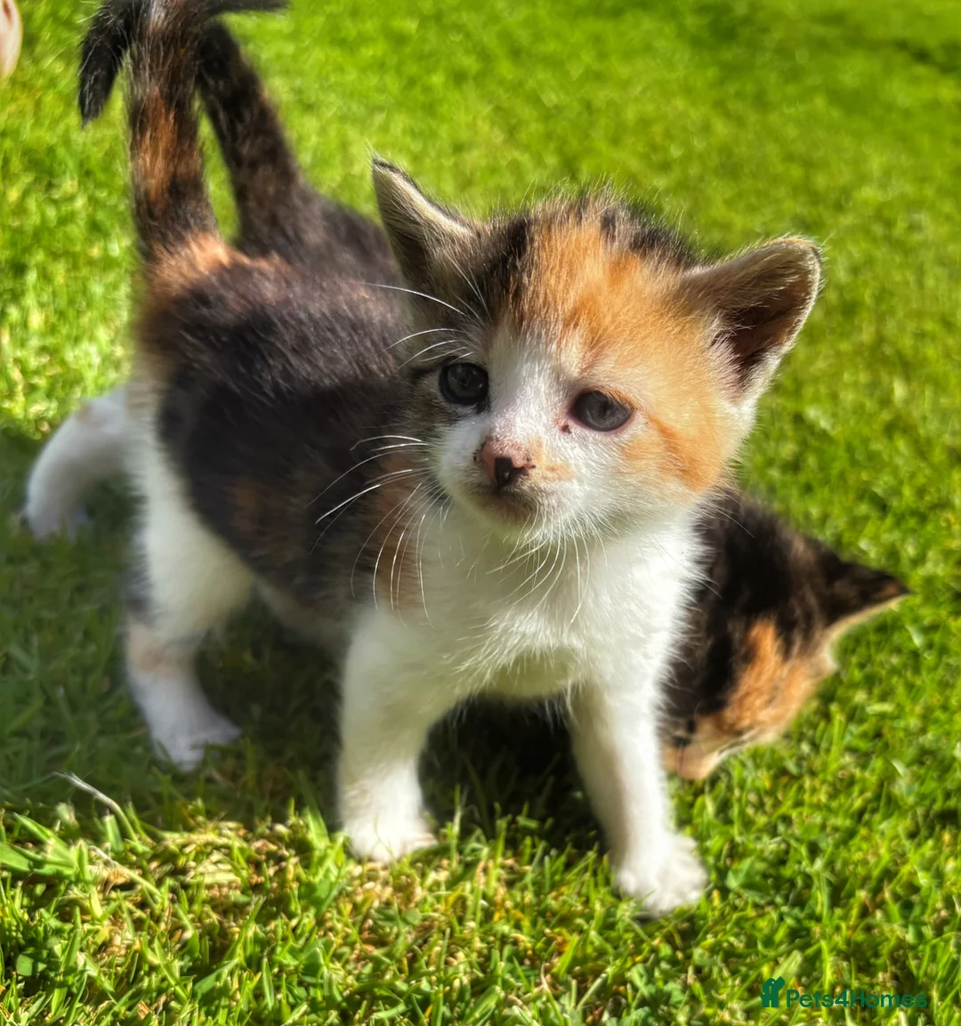 Mixed Breed cats for sale: Gorgeous moggie kittens - Advert 2