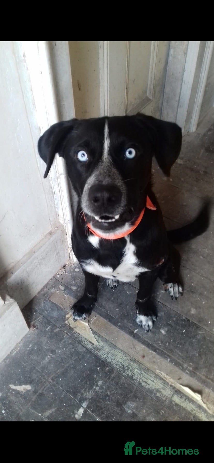 Mixed Breed dogs Frank  - Advert 2