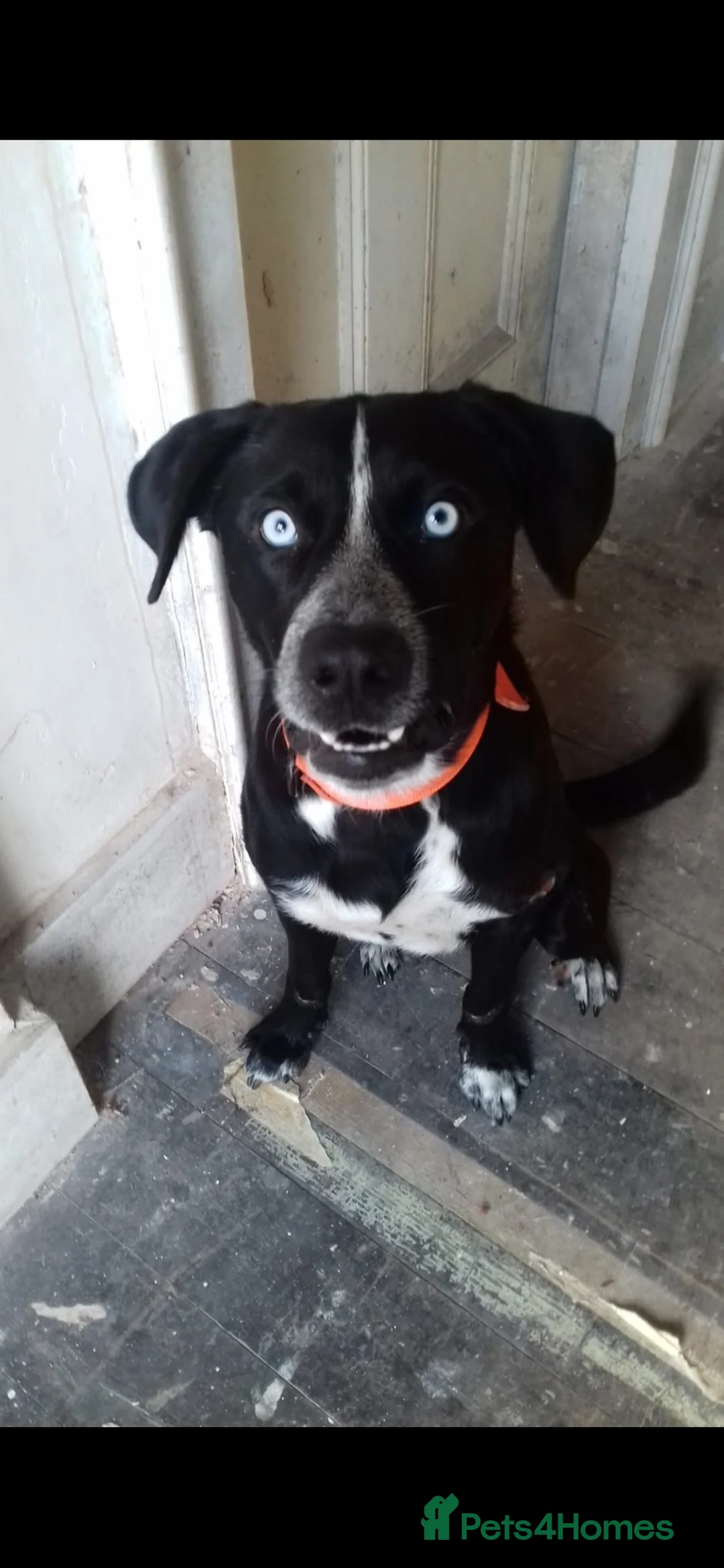 Mixed Breed dogs for stud: Frank  in Burgess Hill - Advert 1