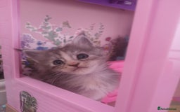 Maine Coon cats for sale: Maine Coon Kittens Parents Fully Health Tested - Image 4