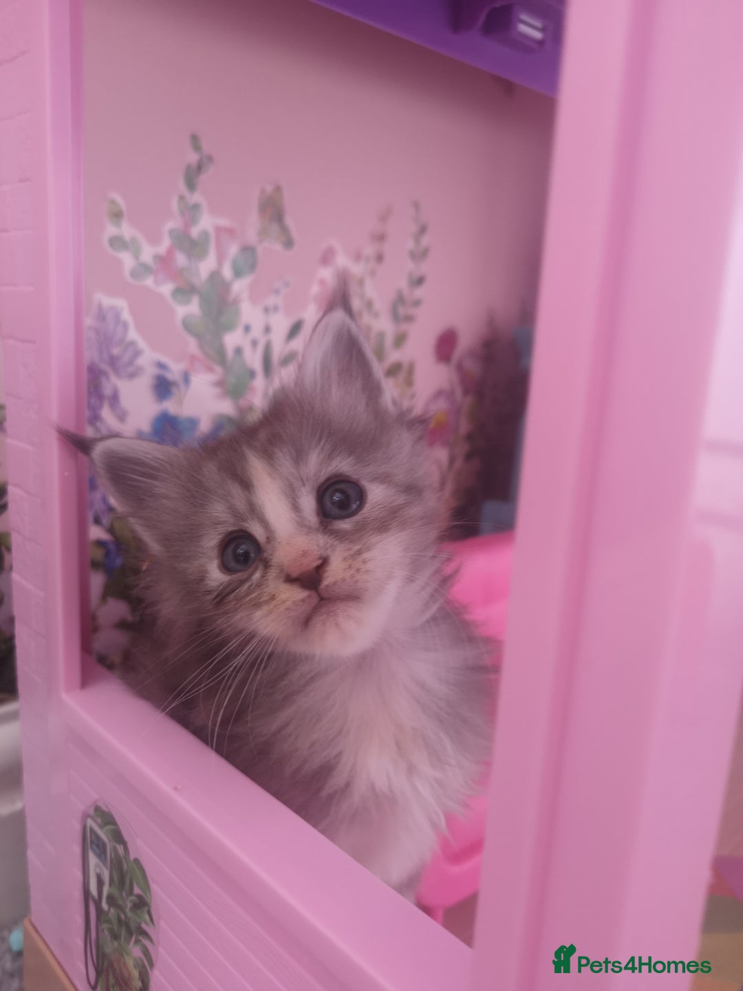 Maine Coon cats for sale: Maine Coon Kittens Parents Fully Health Tested - Image 4