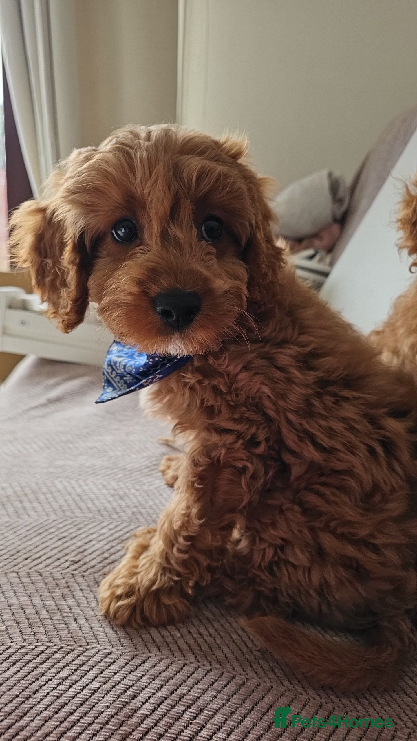 Cavapoo dogs Dashing Cavapoo Puppies  - Advert 4