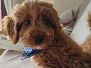 Cavapoo dogs Dashing Cavapoo Puppies - Advert 4