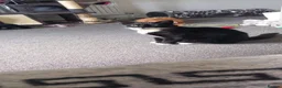Domestic Shorthair cats for sale: 4 yr old tuxedo brother & sister  in Abergavenny - Advert 5