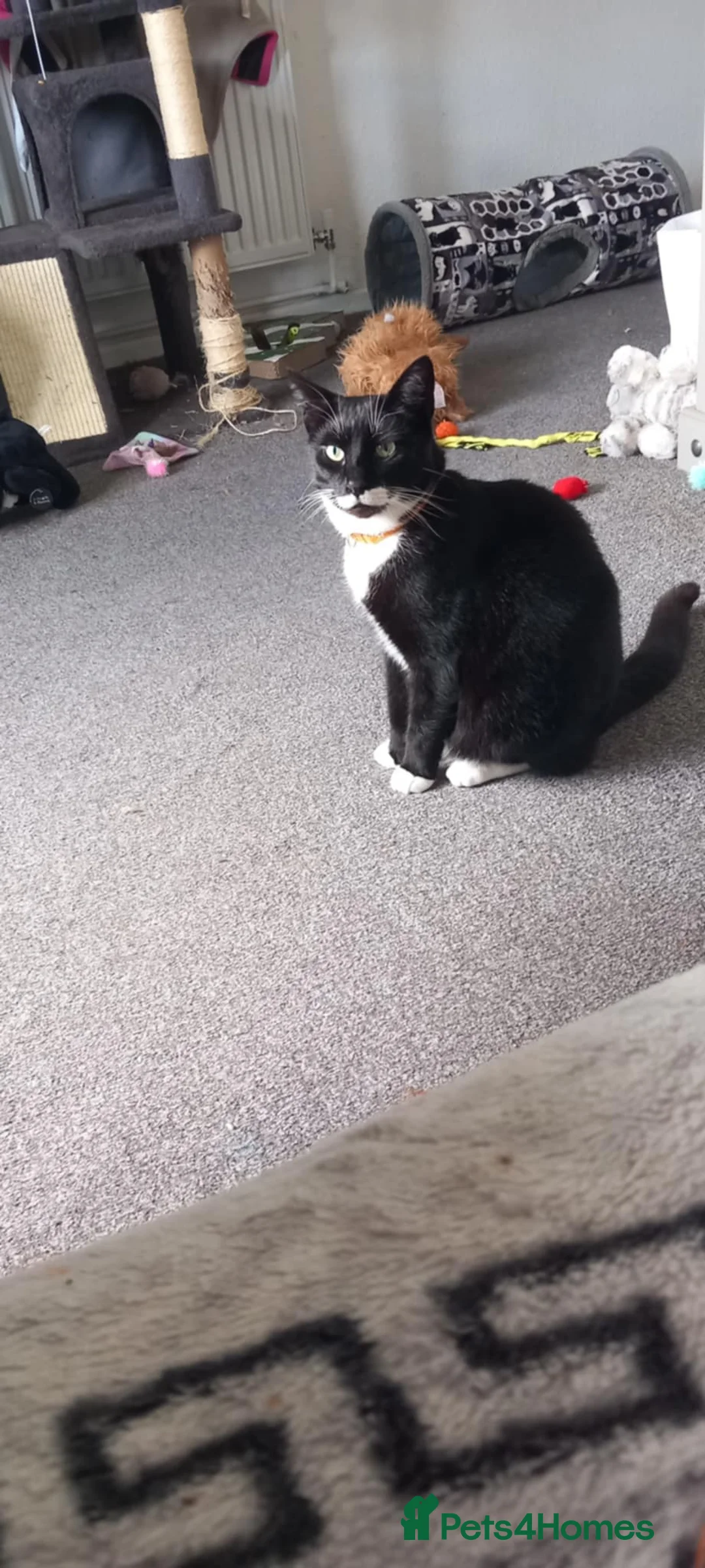 Domestic Shorthair cats for sale: 4 yr old tuxedo brother & sister  in Abergavenny - Advert 5