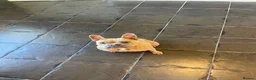 French Bulldog dogs for sale: Female French bull dog  - Advert 1