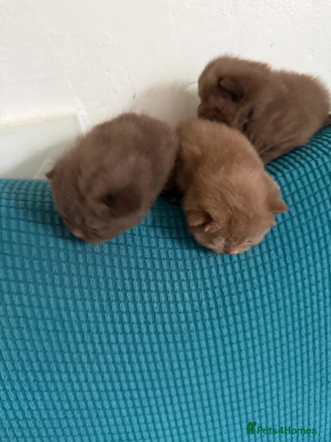 British Shorthair cats for sale: British shorthair cinnamon brown Kittens  - Advert 2