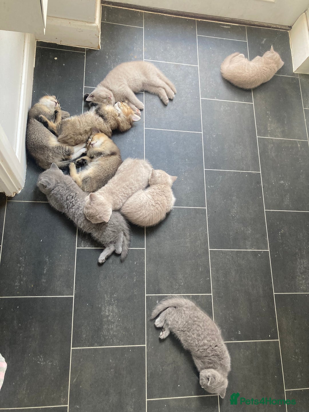 British Shorthair cats for sale: Chester - 🏆Champion bloodline GCCF reg. pedigree kittens - Image 4