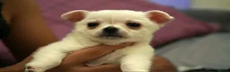 Chihuahua dogs for sale: Cute apple head chihuahua for sale  - Advert 5