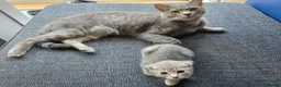 Scottish Fold cats for sale: *READY SOON* Beautiful Grey Scottish Fold Kittens - Advert 15