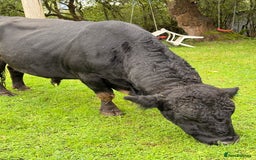 Cows & Bulls livestock for sale: Dexter 1 Bull and two cows for sale - Image 2